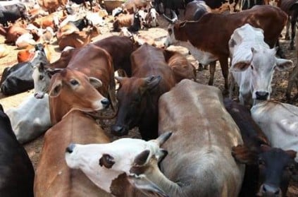 Aligarh - Villagers herd cattle inside school as sign of protest