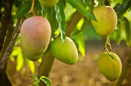 Shocking - Boy shot in head for plucking mangoes