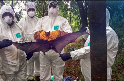 Nipah update: Fruit bats didn\'t carry the virus.