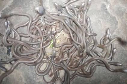 Over 100 baby cobras rescued from house