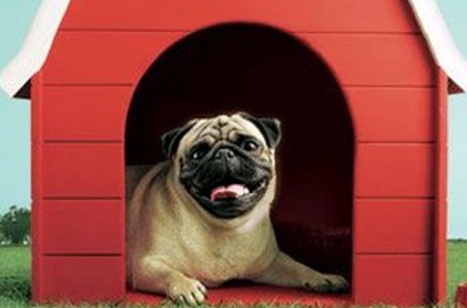 PETA opposes using pugs in Vodafone ad, urges them stop