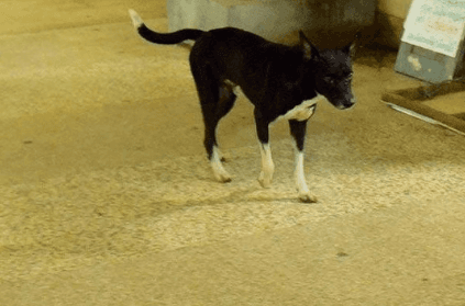 stray dog runs away with amputated leg from hospital