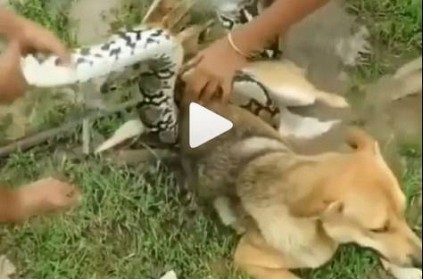 3 young boys trying to save a dog caught by a huge snake Viral Video