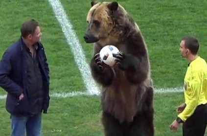 Bear Performs Football match video goes viral