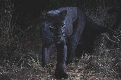 Black African Leopard Spotted In Kenya After 100 Years Black African Leopard Spotted In Kenya After 100 Years