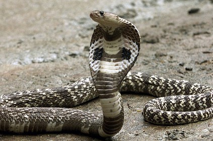hundreds of snakes will slip into stadium: velmurugan TamilNadu news