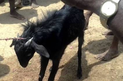 Man kills himself while trying to slice goat meat at a funeral