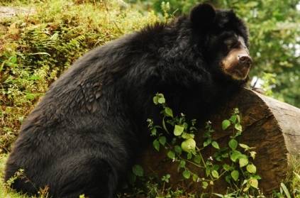 Nilgiris forest Cub bear\'s head stuck in a Gate