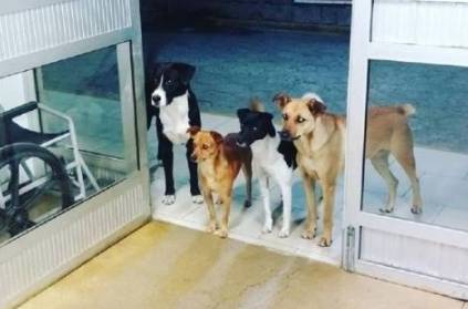 Stray Dogs waites at medical center for their homeless master viral