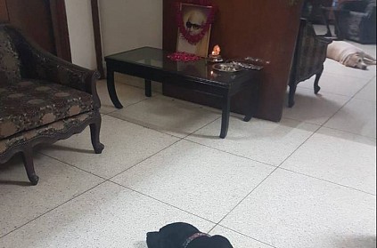 Dogs in Karunanidhi household pictured being sad