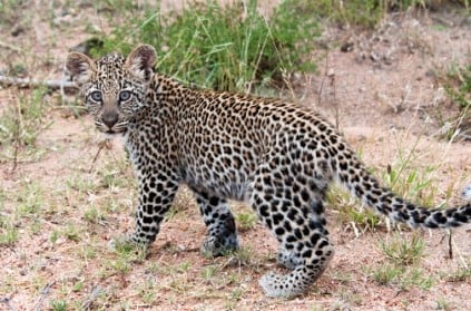 Coimbatore: Woman fights off leopard to save daughter