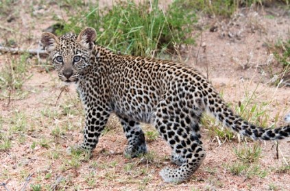 Coimbatore: Woman fights off leopard to save daughter.