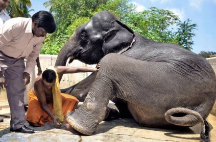 Court grants ‘mercy killing’ for temple elephant