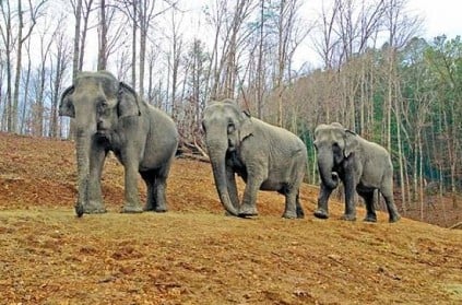 Three elephants fall into 60-feet well in TN, rescued in six hours
