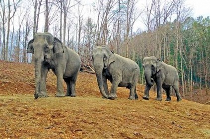 Forest officials rescue three elephants that fell inside well in TN