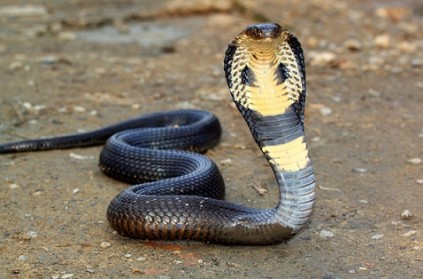Hundreds of snakes will slither into Chepauk stadium: Velmurugan