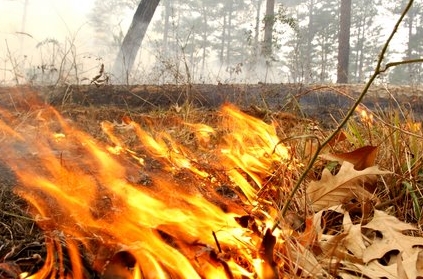 Manapparai: Farmer torched to death while burning weed.