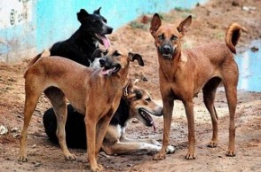 Stray dogs continue attacks in Chennai’s top college’s campus