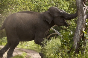 Tamil Nadu: Elephant tramples man to death