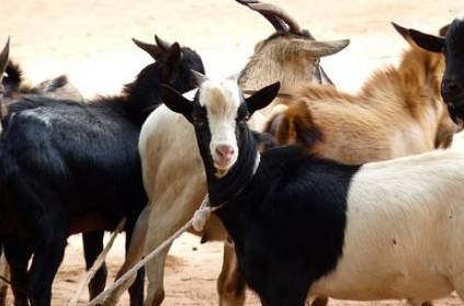 Thieves steal goats in car at Maduravoyal, get arrested
