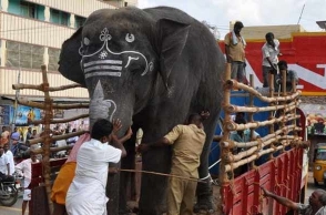 Thiruvannamalai temple elephant dies of cardiac arrest