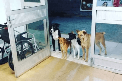 Homeless man\'s dogs wait outside hospital for his return