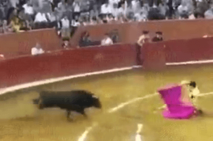 Man gets crushed by a raging bull