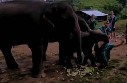 Naughty baby elephant pins down tourist taking selfie