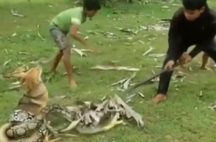 Watch - Three children rescue pet dog from huge snake