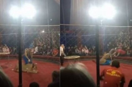 Watch circus lion slash face of 4-yr-old girl with paw